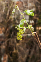 Spring vine buds sprouting with young leaves