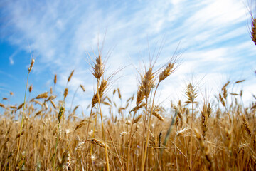 A closeup of wheat growing in a field. Ripe, gold colour summer wheat field, with wild flowers, and blue sky with clouds