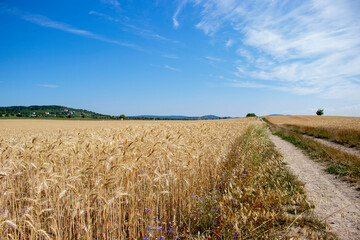 A panorama of wheat growing in a field. Ripe, gold colour wheat field, with wild flowers, and blue sky, next to a dirt road. Agriculture landscape at summer