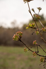 blooming tree