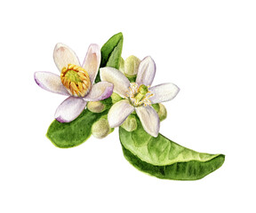 Watercolor painting of lemon blossom isolated on white background, closeup, botanical illustration.