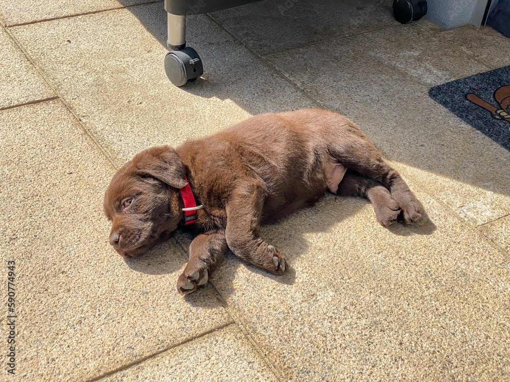 Sticker Cute Labrador dog lying in a yard