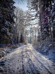 Path passing through trees in a forest on a sunny winter day