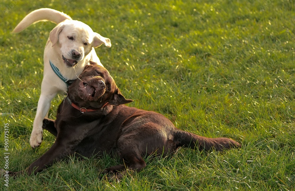 Wall mural Cute Labrador dogs playing on grass