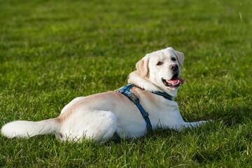 Cute beige Labrador on grass