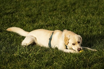 Cute beige Labrador on grass