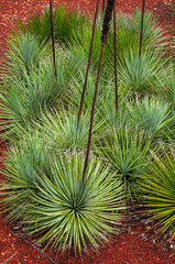 Sydney Australia, clump of agave striata falcata in garden