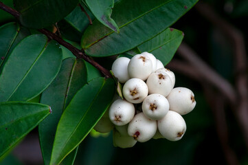 Sydney Australia, white berries of Austromyrtus dulcis or midgen berry  tree