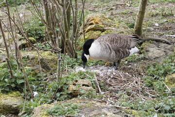 Canada Goose (Branta canadensis) returning to nest 
