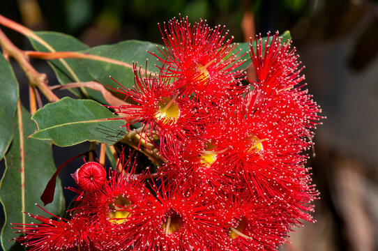 Sydney Australia, red flowers of an Australian native flowering gum tree