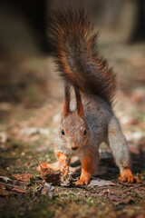 Red Squirrel climbing up in a tree..