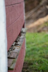 Vertical closeup shot of a red beehouse with bees flying out