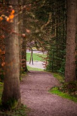 Obraz premium Dirt path in the forest with green and autumn trees, vertical shot