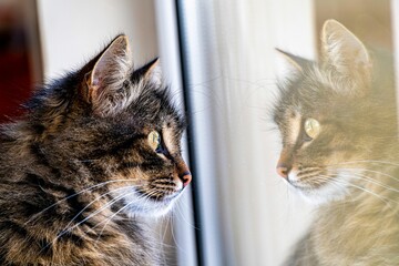 Closeup shot of a fluffy cat looking surprisingly on her reflection on the glass surface