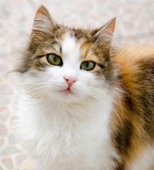 Selective closeup of a cute cat in a room