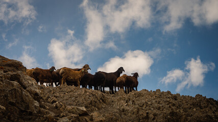 A flock of sheep crossing the Aktash mountain pass in the Turkestan Mountains of Kyrgyzstan.