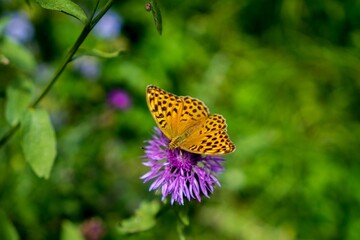 Closeup of a Silver-washed fritillary butterfly on a beautiful purple flower in a garden