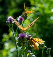 Vertical closeup of Silver-washed fritillary butterflies in beautiful flowers in a garden