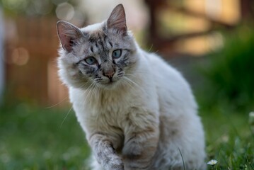Naklejka na ściany i meble Closeup of an adorable fluffy Neva Masquerade kitten on green grass in a yard