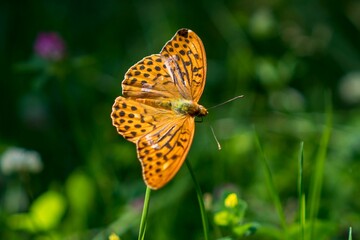 Closeup of a beautiful Silver-washed fritillary butterfly in a garden