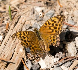 Closeup of a beautiful Silver-washed fritillary butterfly on the ground in a garden