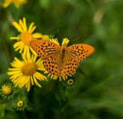 Closeup of a Silver-washed fritillary butterfly on beautiful yellow flowers in a garden