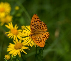 Obraz premium Closeup of a Silver-washed fritillary butterfly on beautiful yellow flowers in a garden