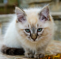 Closeup of an adorable fluffy Neva Masquerade kitten on a staircase