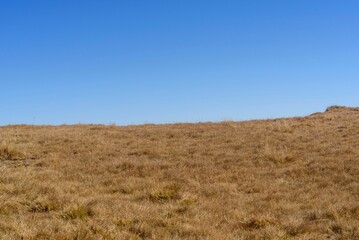 Vast meadow under a clear blue sky