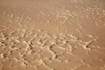 Close-up shot of salty wetlands