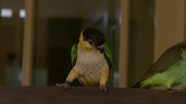 Closeup of a black-headed parrot (Pionites melanocephalus) and Meyer's parrot (Poicephalus meyeri)