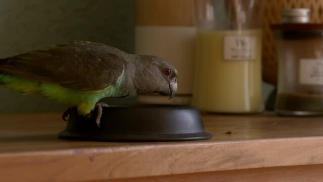 Meyer's parrot (Poicephalus meyeri) looking for food