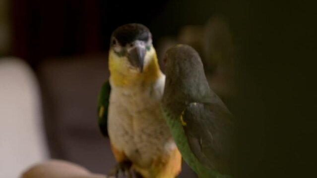 Closeup of a black-headed parrot (Pionites melanocephalus) and Meyer's parrot (Poicephalus meyeri)