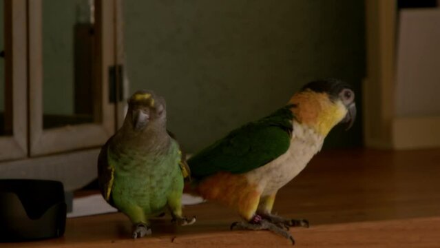 Closeup of a black-headed parrot (Pionites melanocephalus) and a Meyer's parrot (Poicephalus meyeri)
