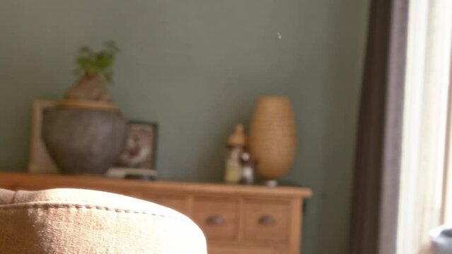 Closeup of a black-headed parrot (Pionites melanocephalus) and Meyer's parrot (Poicephalus meyeri)