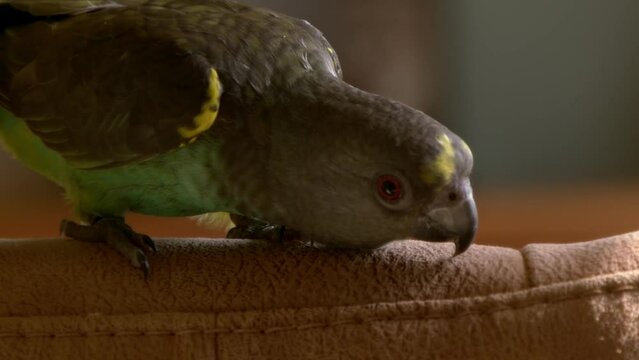 Closeup of a Meyer's parrot (Poicephalus meyeri) perched on a sofa