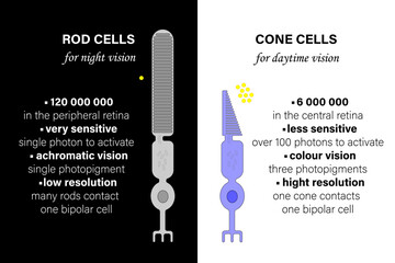 Photoreceptors. Comparison of Rod Cells and Cone Cells. (grey - rod, blue - cone, yellow - photons)
