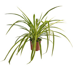 Spider plant in pot