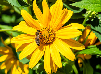 Beautiful wild flower winged bee on background foliage meadow