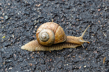Big garden snail in shell crawling on wet road hurry home