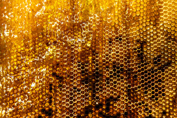 Drop of bee honey drip from hexagonal honeycombs filled with golden nectar