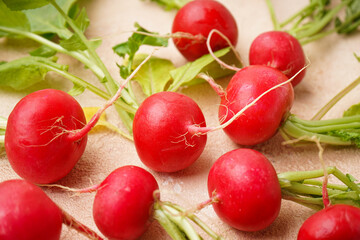 Ripe red radish with green leaves on a beige background, closeup. Fresh red radish.