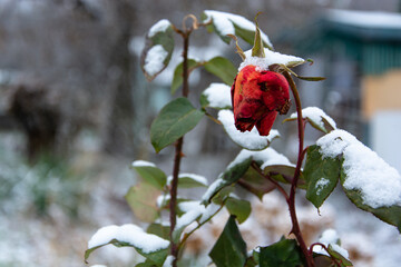 Krzew róży pokryty śniegiem, czerwony kwiat