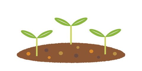 土の上に生えてきた小さな新芽、養分たっぷりの土
