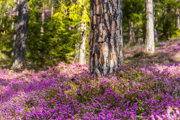 Tree stump surrounded by blooming heather plants during spring in Austria