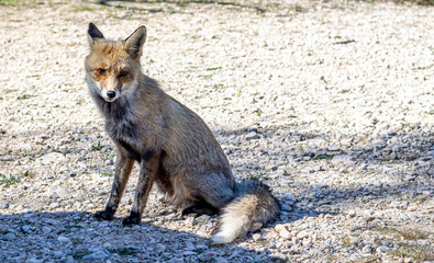 Fototapeta premium Red Fox