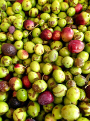 fresh picked olives, healthy food background
