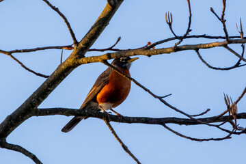 bird on a tree