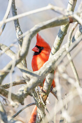 red cardinal on a branch