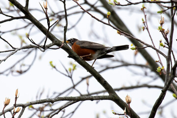 robin on branch